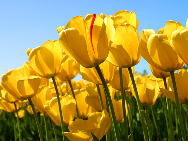 La tua guida alla cura dei ricci per la primavera in 7 semplici passaggi